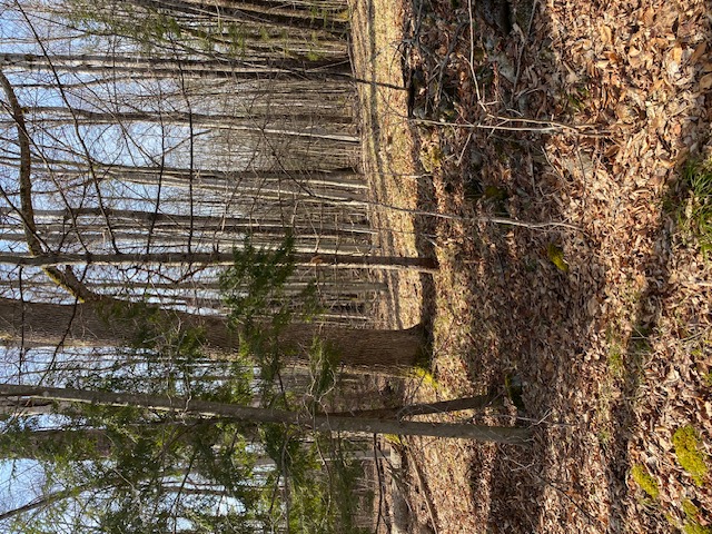 Wood 2
